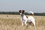 FOX TERRIER POIL LISSE 167